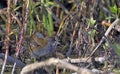 Baillon`s Crake, Greece Royalty Free Stock Photo