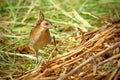 Baillon& x27;s Crake bird from thailands Royalty Free Stock Photo