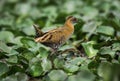 Baillon& x27;s crake or Marsh crake Royalty Free Stock Photo