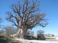 Baines' baobab