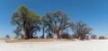 Baines baobab from Nxai Pan National Park, Botswana