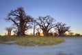 Baines Baobab Sunrise