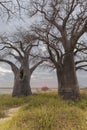 Baines Baobab Trees at sunset