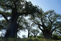 Baines Baobab Trees