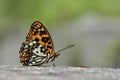 Baiqun macular butterfly in water