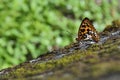 Baiqun macular butterfly in water
