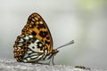 Baiqun macular butterfly in water