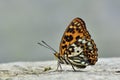 Baiqun macular butterfly in water