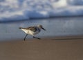 Baird`s Sandpiper