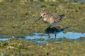 Baird`s Sandpiper - Calidris bairdii