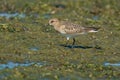 Baird`s Sandpiper - Calidris bairdii