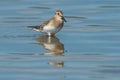 Baird`s Sandpiper - Calidris bairdii