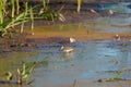 Baird`s Sandpiper feeding on marsh swamp