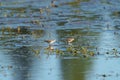 Baird`s Sandpiper feeding on marsh swamp