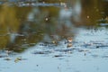 Baird`s Sandpiper feeding on marsh swamp