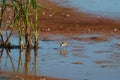 Baird`s Sandpiper feeding on marsh swamp