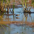 Baird`s Sandpiper feeding on marsh swamp