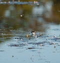 Baird`s Sandpiper feeding on marsh swamp