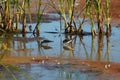 Baird`s Sandpiper feeding on marsh swamp