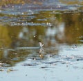 Baird`s Sandpiper feeding on marsh swamp