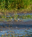 Baird`s Sandpiper flying at marsh swamp