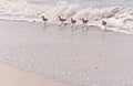 Baird`s sandpiper, seabirds, run along a tropical, sandy, shoreline