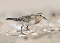 Baird's Strandloper, Baird's Sandpiper, Calidris bairdii Royalty Free Stock Photo