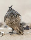Baird's Strandloper, Baird's Sandpiper, Calidris bairdii Royalty Free Stock Photo