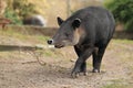 Baird's tapir Royalty Free Stock Photo