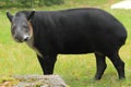 Baird's tapir