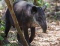 Baird`s Tapir Royalty Free Stock Photo