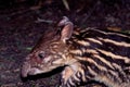 Baird`s Tapir Immature  56940 Royalty Free Stock Photo