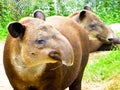 Baird's tapir resting at Shanghai wild animal park Royalty Free Stock Photo