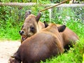 Baird`s tapir resting at Shanghai wild animal park Royalty Free Stock Photo