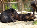 Baird's tapir resting at Shanghai wild animal park Royalty Free Stock Photo