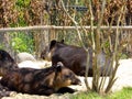 Baird's tapir resting at Shanghai wild animal park Royalty Free Stock Photo