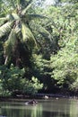 Bairds Tapir Corcovado Palm Lagoon Royalty Free Stock Photo