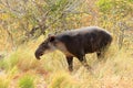 a baird\'s tapir in rincon de la vieja national park in costa rica, central america Royalty Free Stock Photo