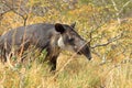 a baird\'s tapir in rincon de la vieja national park in costa rica, central america Royalty Free Stock Photo