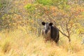 a baird\'s tapir in rincon de la vieja national park in costa rica, central america Royalty Free Stock Photo