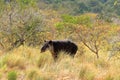 a baird\'s tapir in rincon de la vieja national park in costa rica, central america Royalty Free Stock Photo