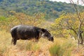 a baird\'s tapir in rincon de la vieja national park in costa rica, central america Royalty Free Stock Photo