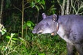A Baird's Tapir in Rio Celeste, Costa Rica Royalty Free Stock Photo