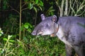 A Baird's Tapir in Rio Celeste, Costa Rica Royalty Free Stock Photo