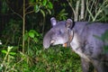 A Baird's Tapir in Rio Celeste, Costa Rica Royalty Free Stock Photo