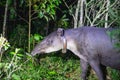 A Baird's Tapir in Rio Celeste, Costa Rica Royalty Free Stock Photo
