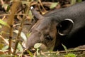 Baird's tapir sleeping in Corcovado national park, Osa peninsula, Costa Rica Royalty Free Stock Photo