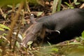 Baird's tapir sleeping in Corcovado national park, Osa peninsula, Costa Rica Royalty Free Stock Photo