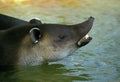 BAIRD`S TAPIR tapirus bairdii, ADULT STANDING IN WATER, SCENTING AIR
