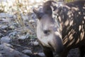 Baird`s tapir tapirus bairdii